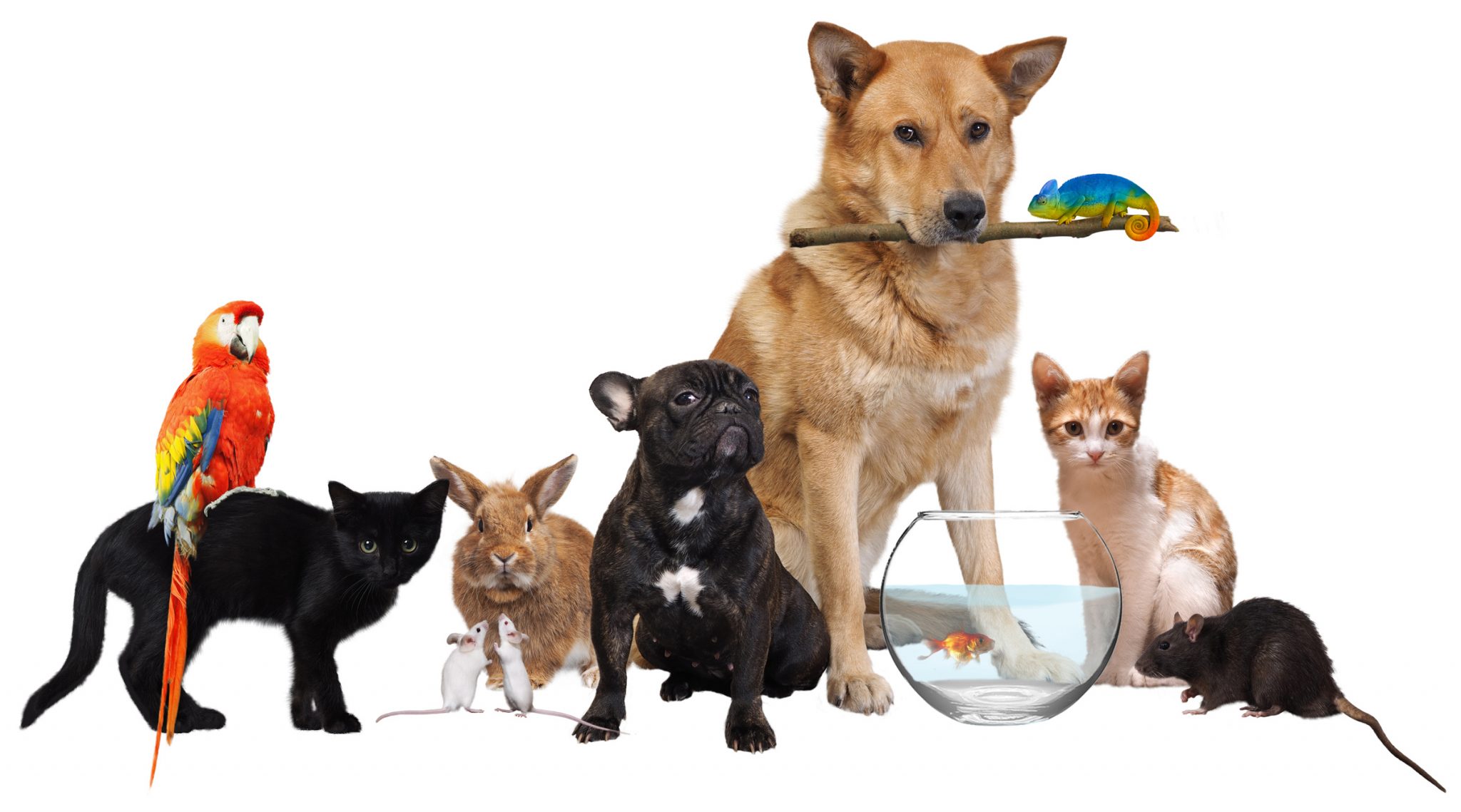 Pets prepared for safe transportation